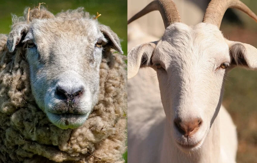 Sheep vs Goats