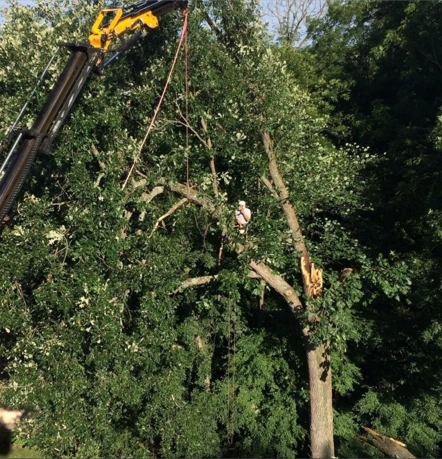 About Us Columbus Tree Care
