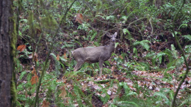 The Fine Print: A History of Camouflage Ep1