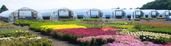 Sunny Border Nurseries