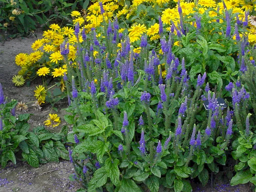 Veronica 'Sunny Border Blue'