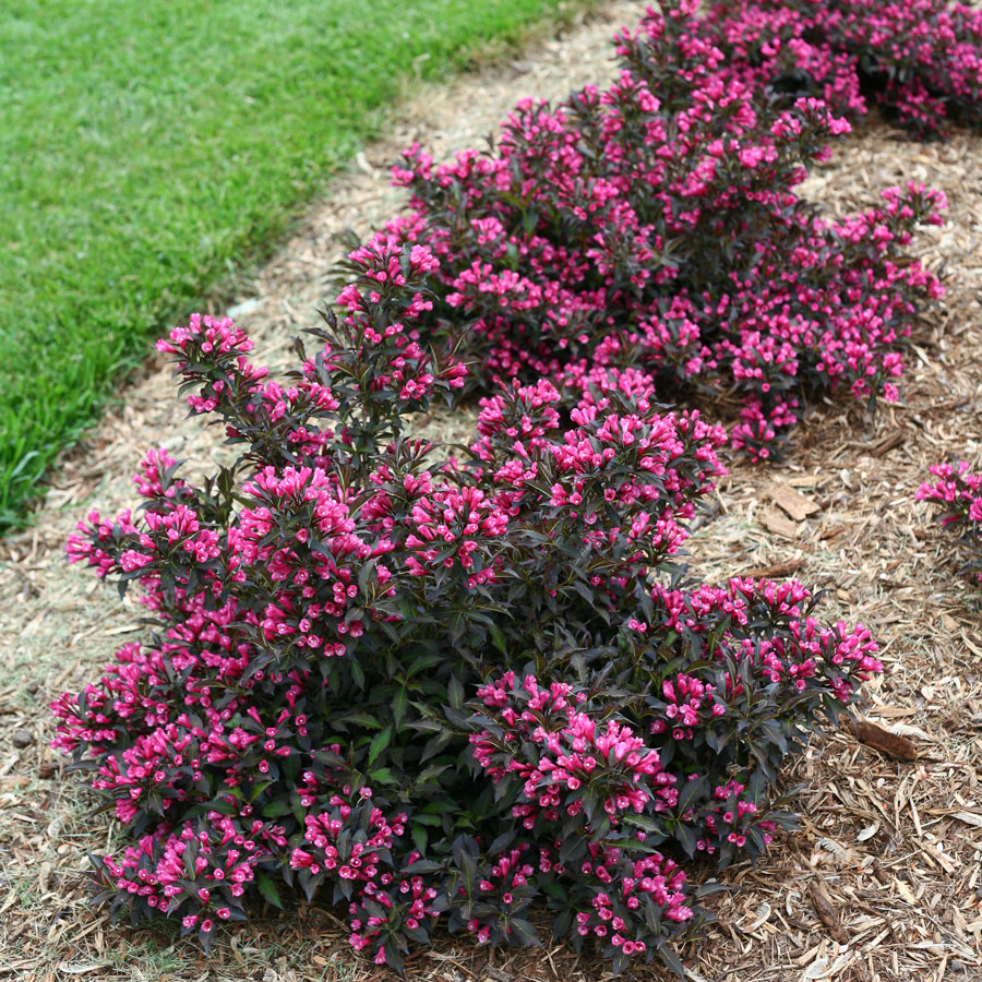 Proven Winners Shrubs to keep an eye out for — ANNOTATIONS: Plants ...