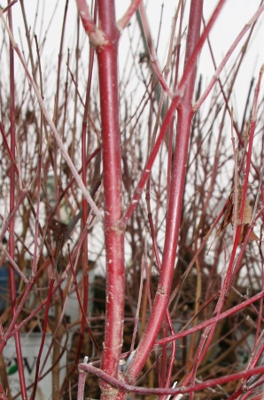 Cornus red rover winter stems.jpg