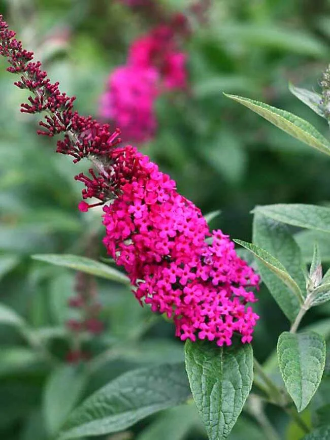 Buddleia X 'Miss Molly'