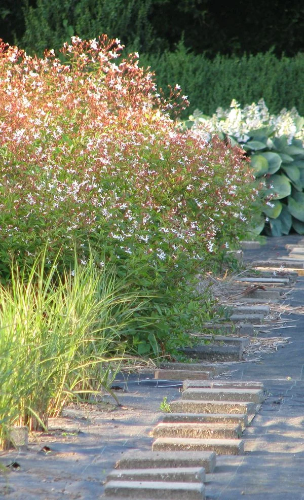 matrix planting — Blog Posts — ANNOTATIONS Plants, Ideas