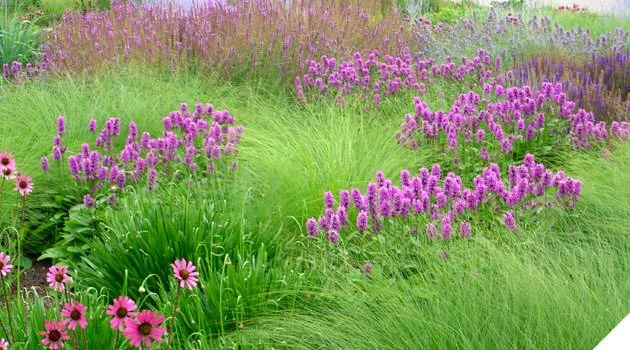 Roy Diblik planting design