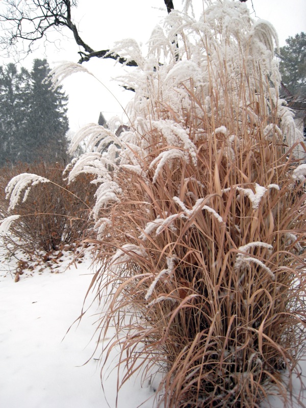 Winter-garden-design-ornamental-grass.jpg