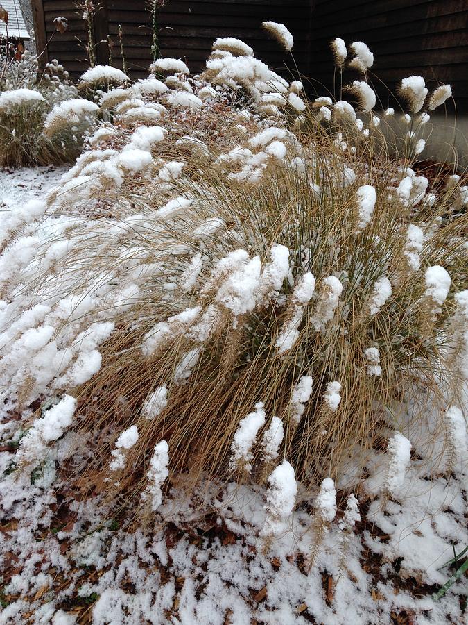 ornamental-grass-in-winter-diane-dobrowolski.jpg