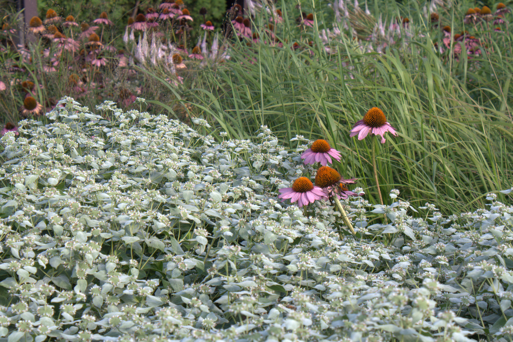 Mountain mint1.jpg