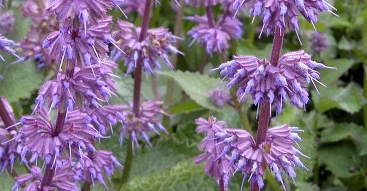 Salvia verticillata endless love 2.jpg