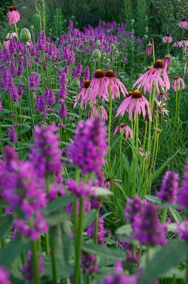 Stachys humelo with pale coneflower.jpg