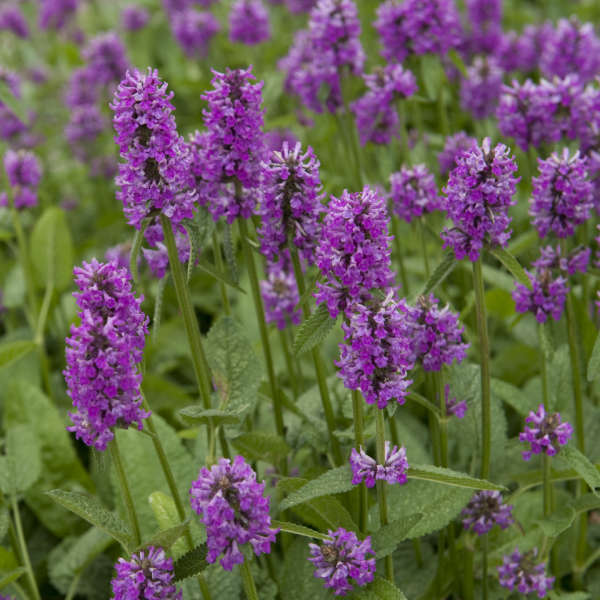 Stachys Hummelo1.jpg