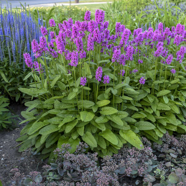 Stachys Hummelo1.jpg