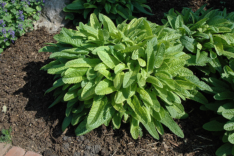 Stachys Hummelo foliage.jpg