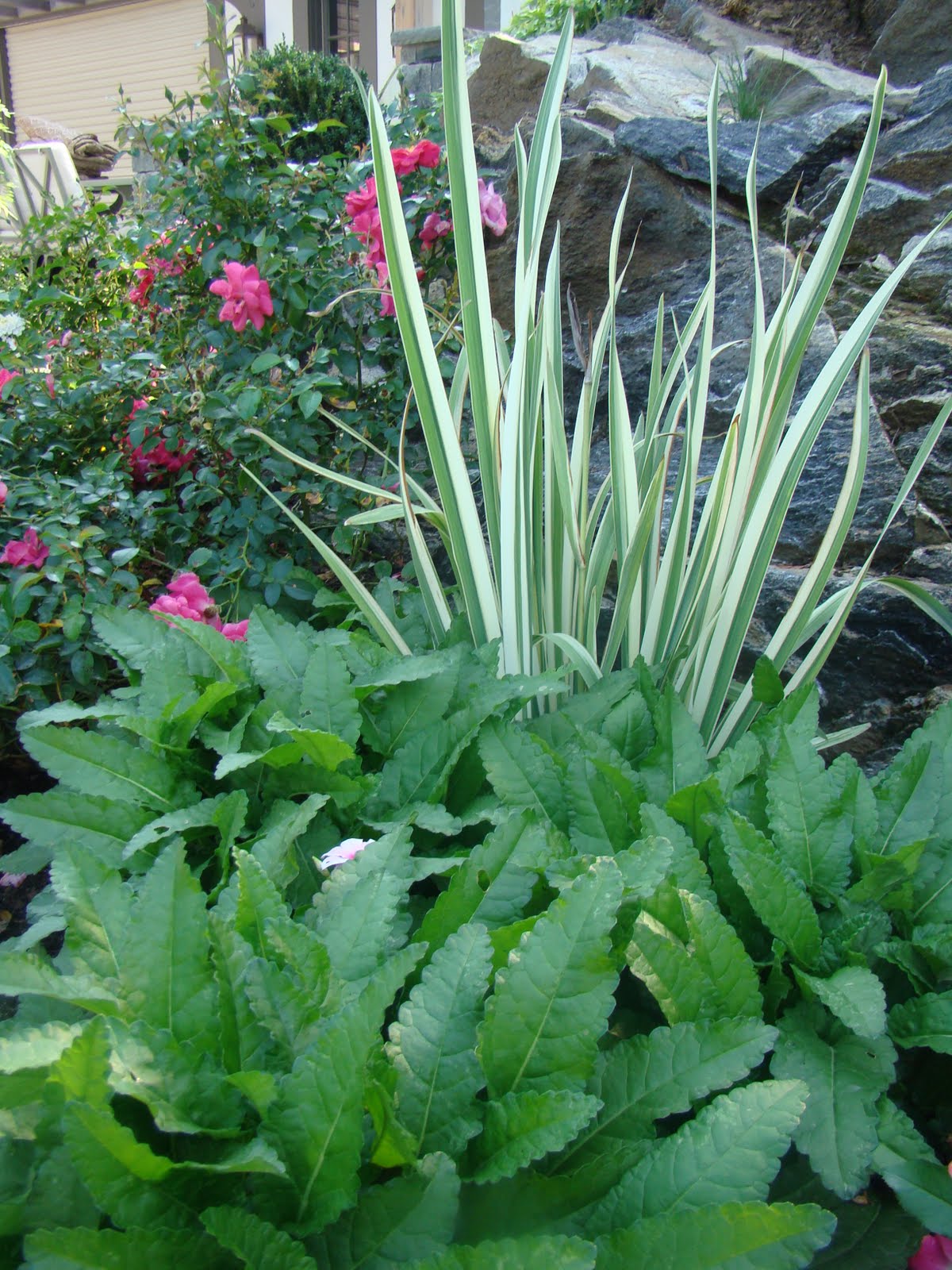 stachys hummelo, iris ensata varigata, roses 1.jpg