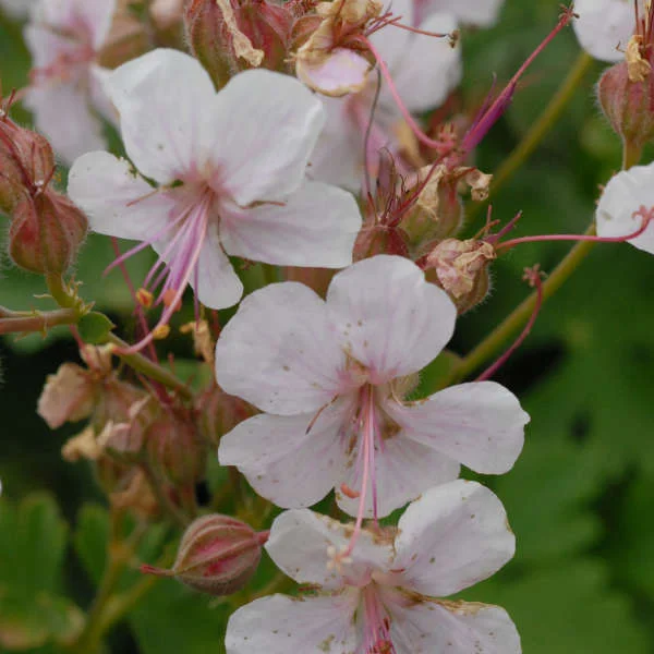 Geranium ‘Biokovo’ (2015)