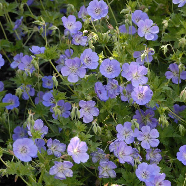Geranium ‘Roseanne’ (2008 - 10 years ago!)