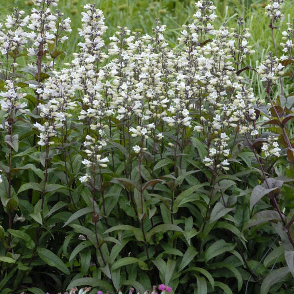 Penstemon digitalis 'Husker Red' (1996)