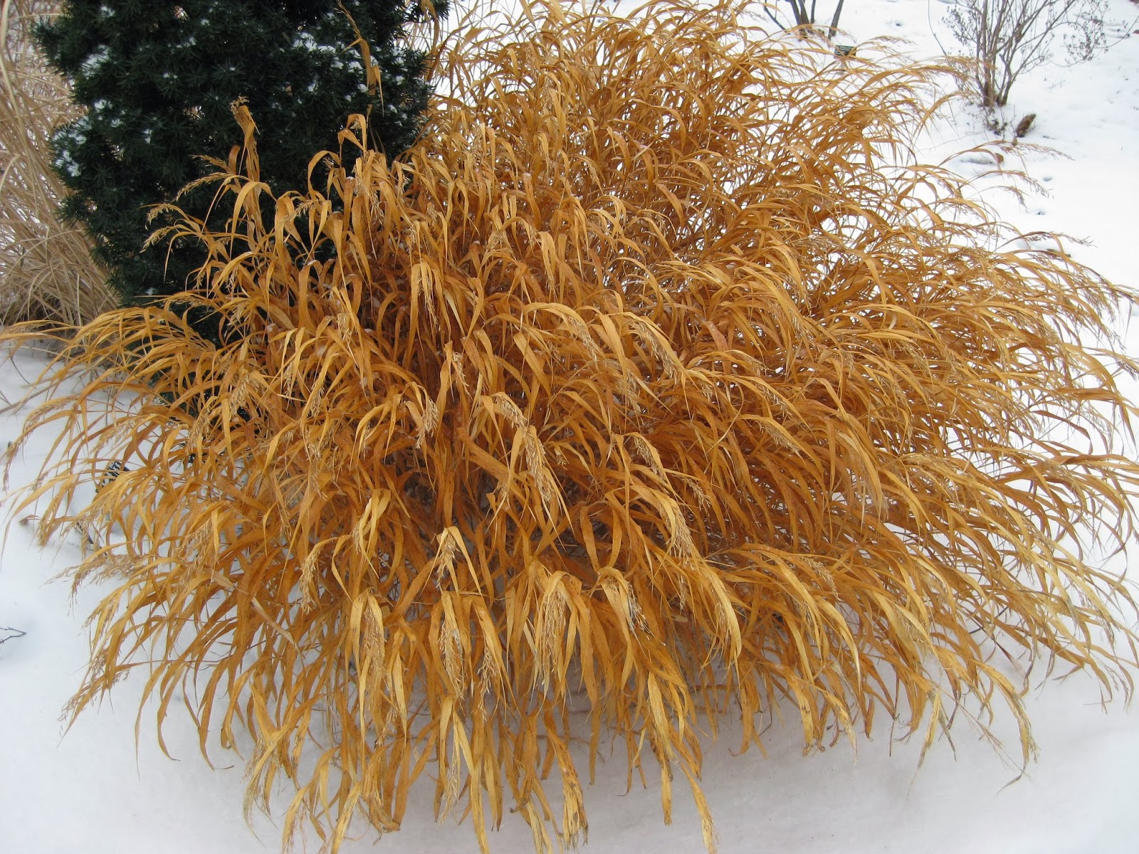 Hakonechloa 'All Gold' in winter.jpg