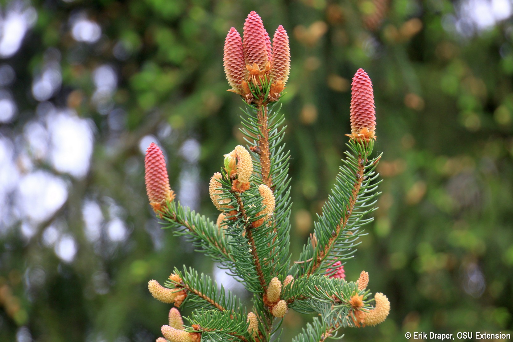 Female Norway spruce cones at the top with male cones lower down