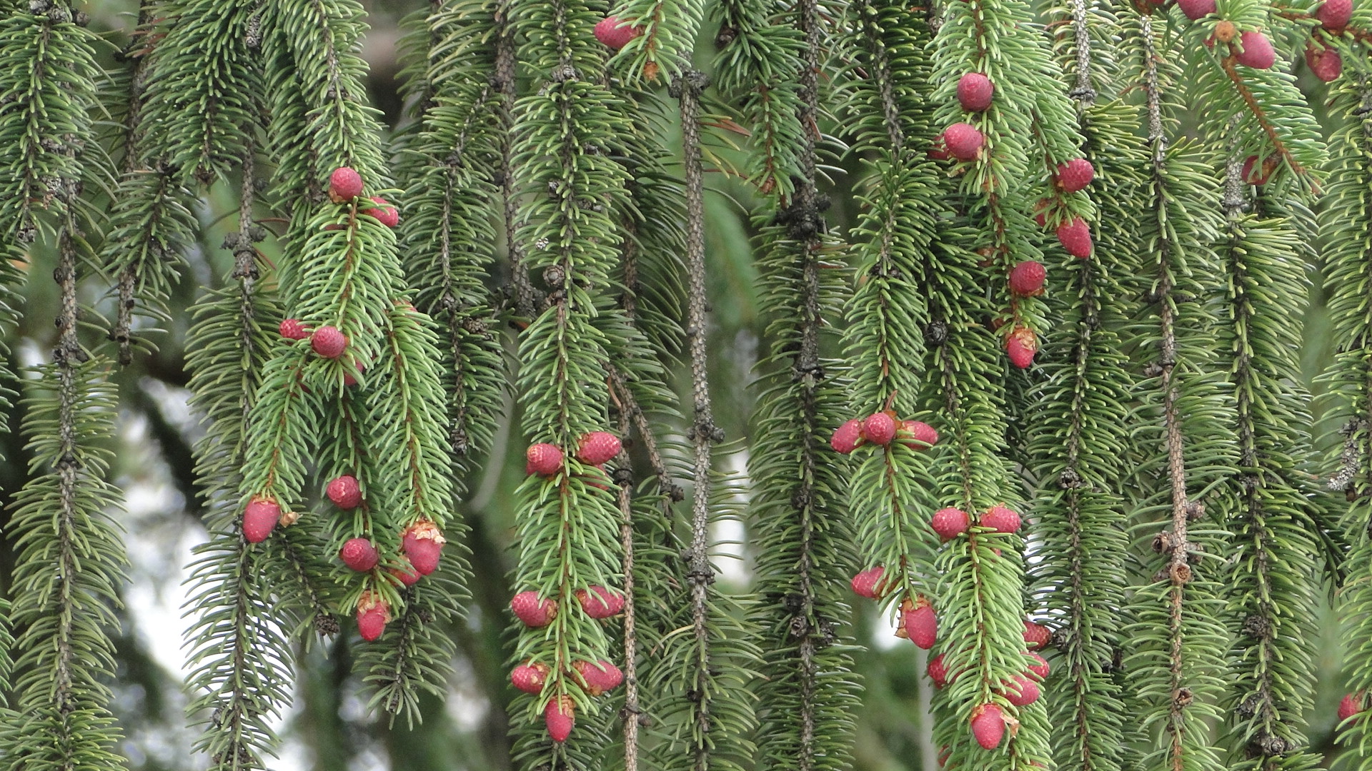 Emerging male Norway spruce cones