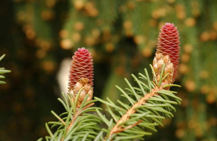 Emerging female Norway spruce cones