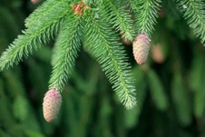 Seed cones 