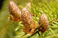 Male pollen cones