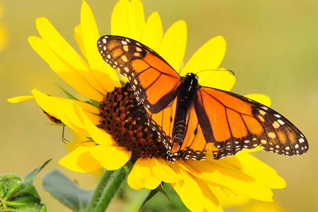 715eb-monarch.jpg