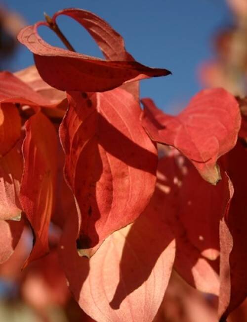 cornus_mas_autumn_colour_4_0_0.jpg