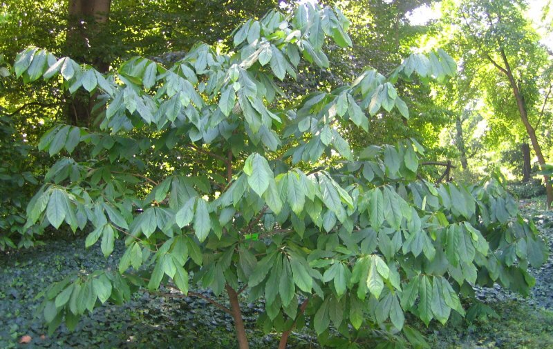 asimina_triloba_pawpaw_tree_lg.jpg