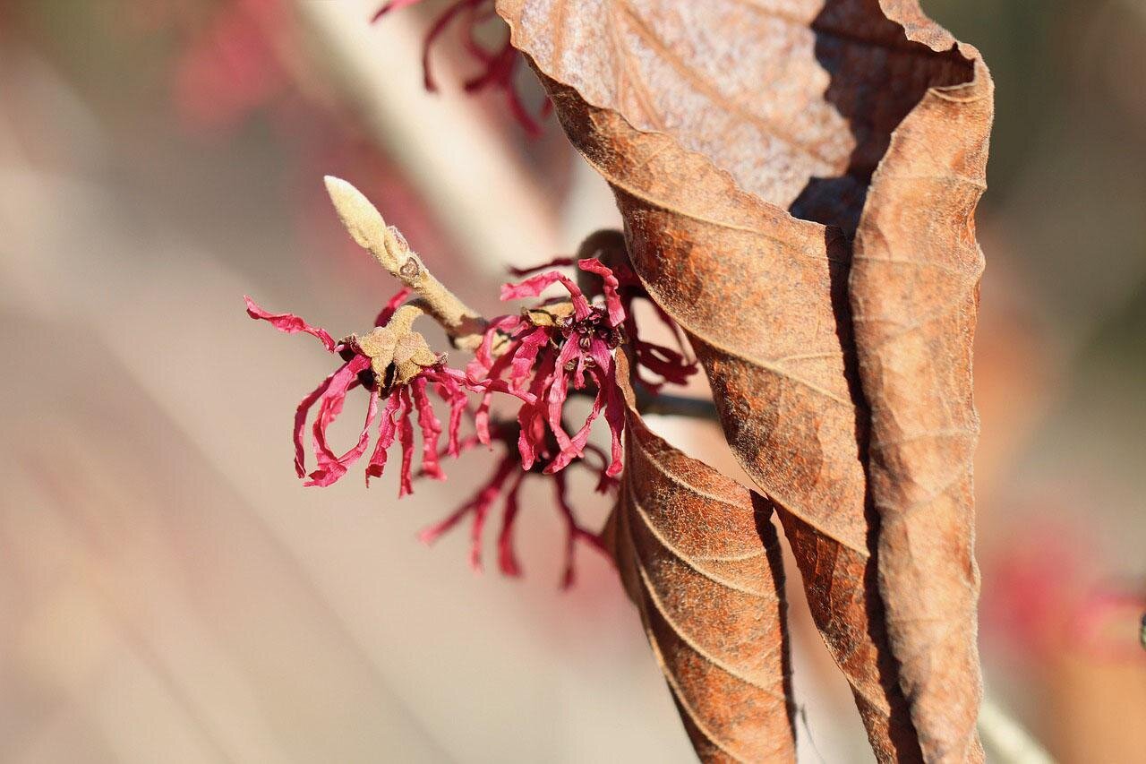 Witchhazel leap day1.jpg