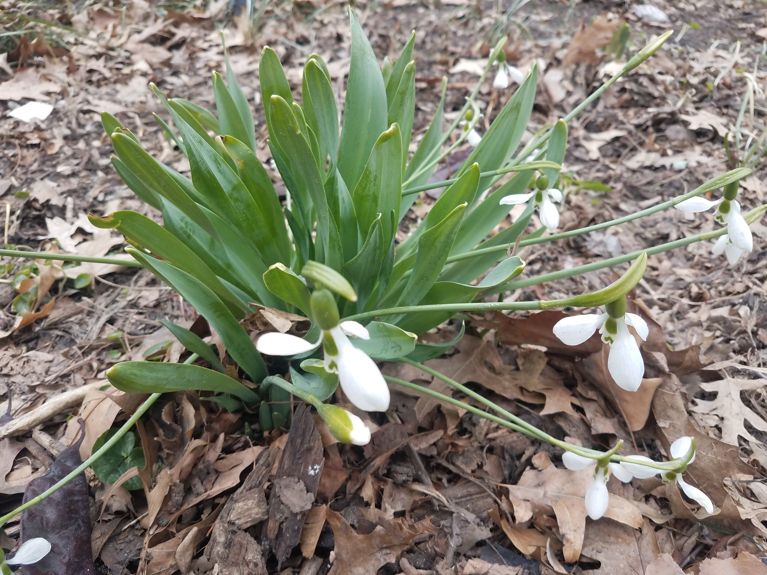 Snowdrops Leap Day.jpg