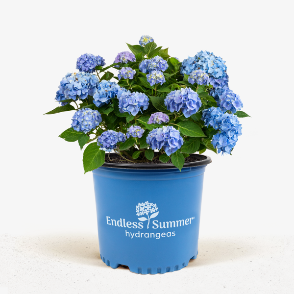 Endless_Summer_Hydrangea_5G_01-600x600.png