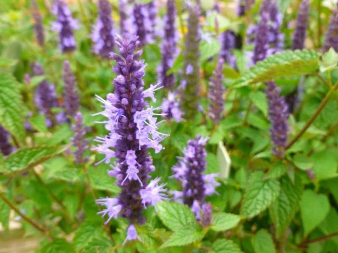 Agastache_Little_Adder_Bloom_1771Optimized.jpeg