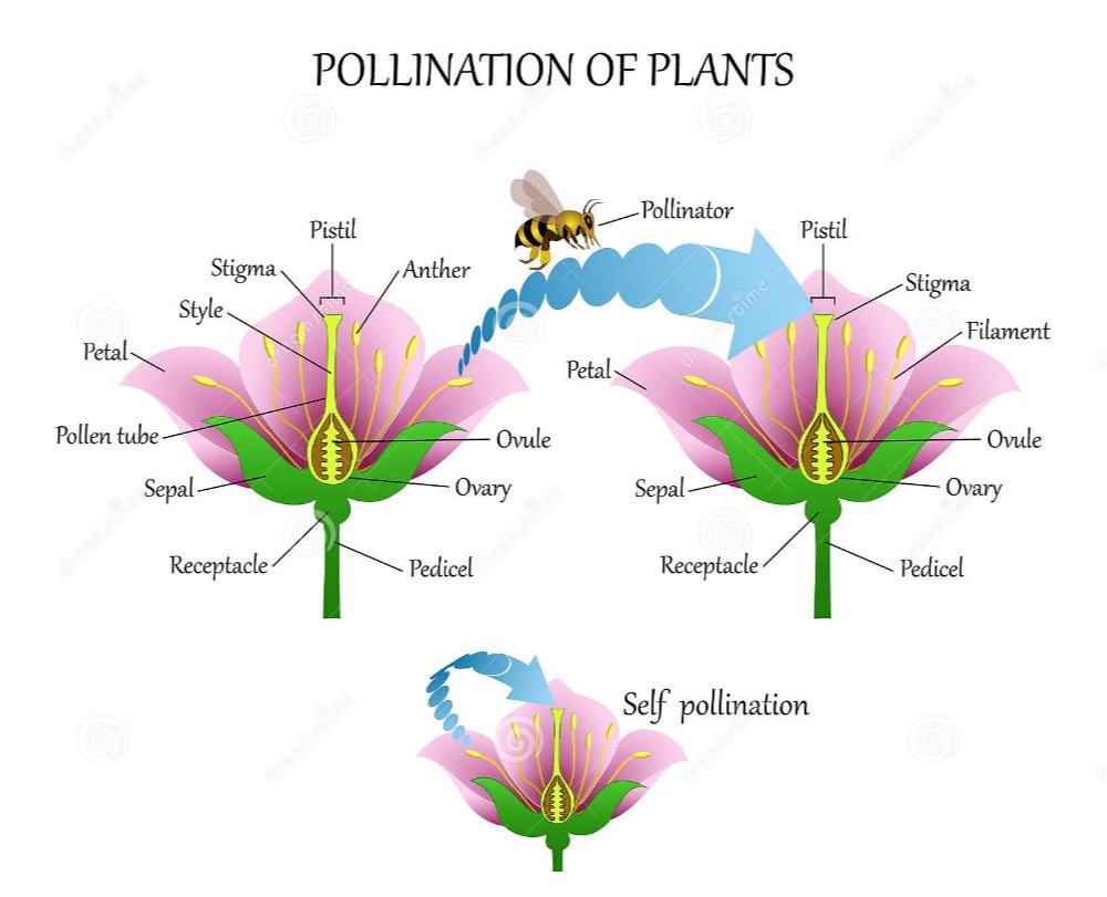Pollination 101 A Brief Review Of The