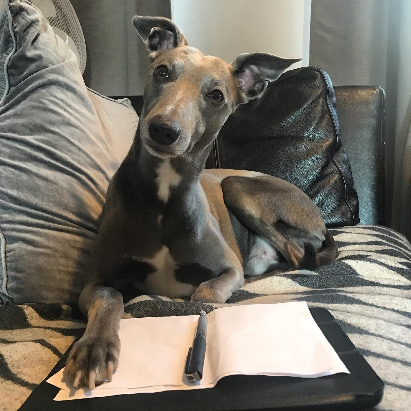 My hound, my little assistant.
 #whippet #whippetsofinstagram