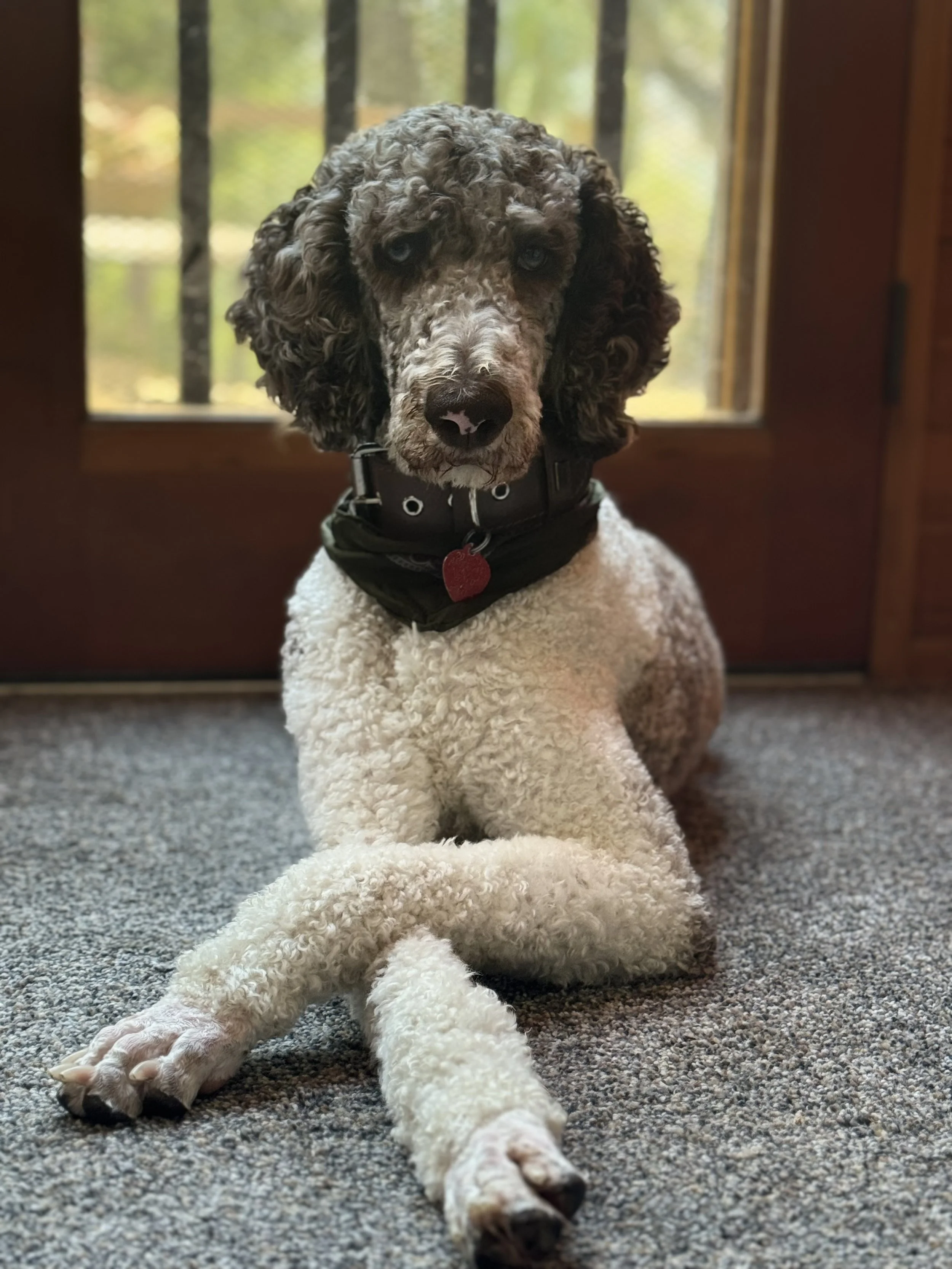 Animal-Assisted Therapy