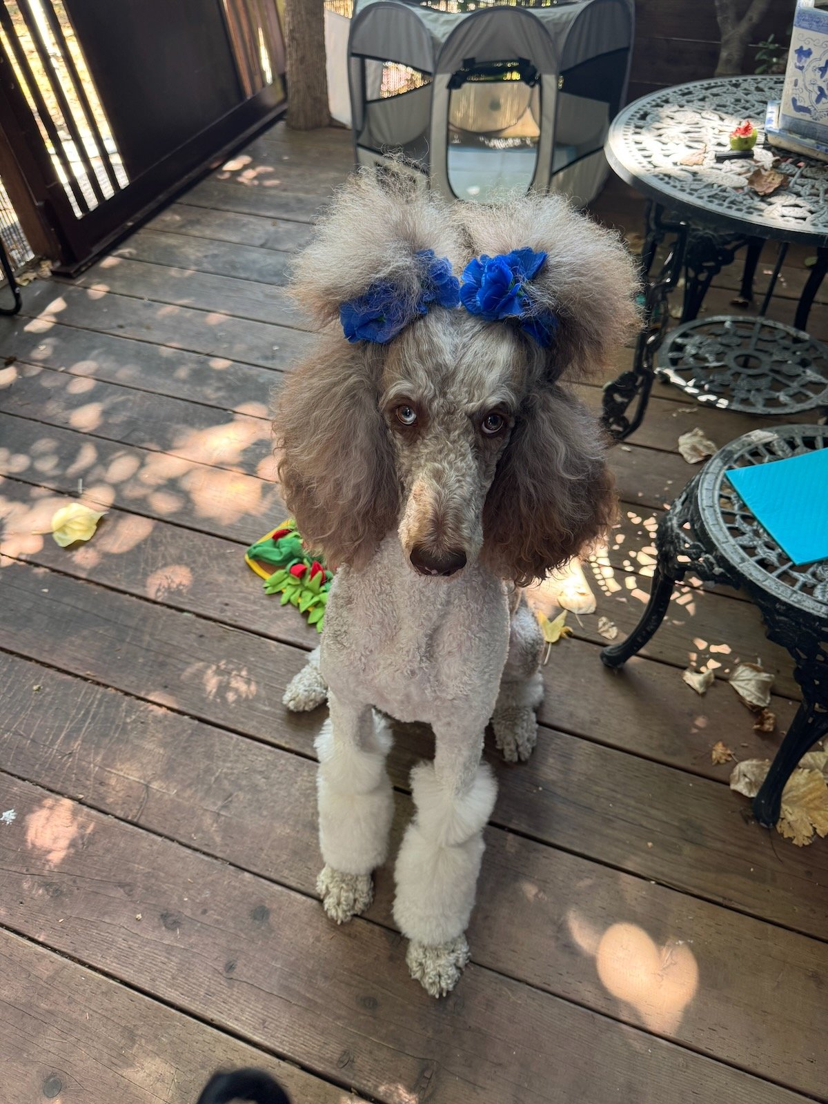 Sophie wearing blue hair bows while standing on a wooden deck.