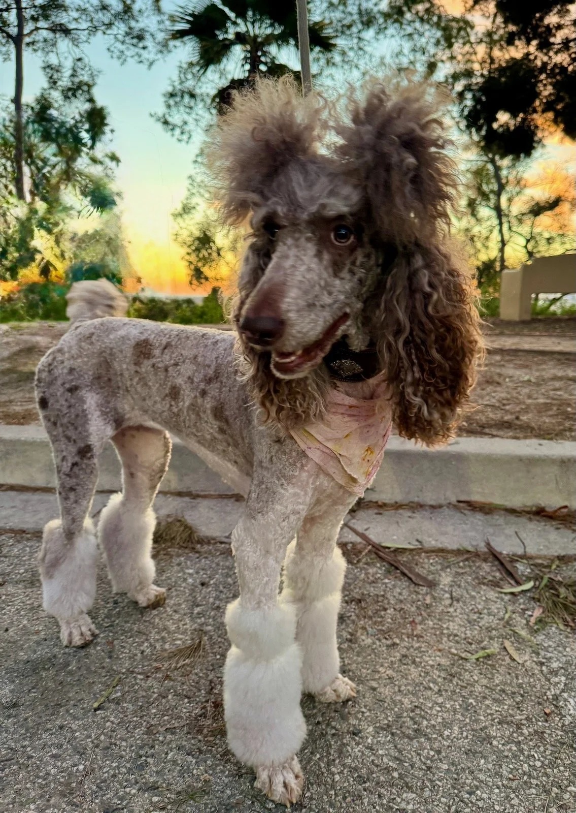 Sophie standing outdoors beside stone steps and garden trees.