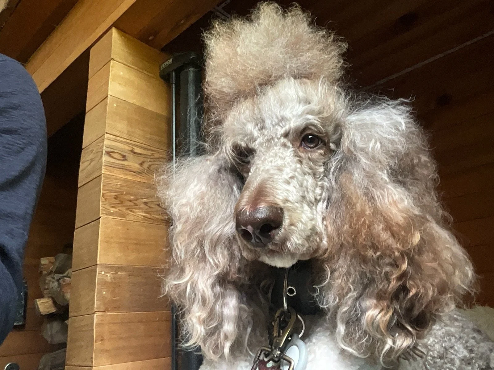 Sophie, a silver poodle, looking toward the camera with a fluffy topknot.
