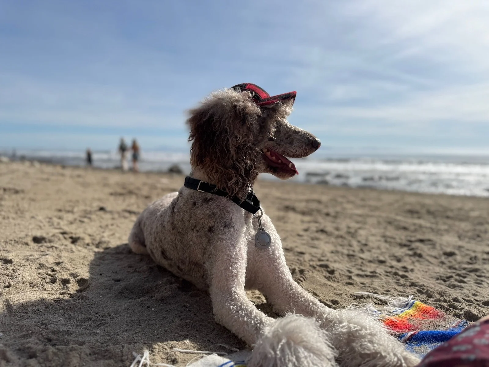 Sophie relaxing on the sand beside the ocean.