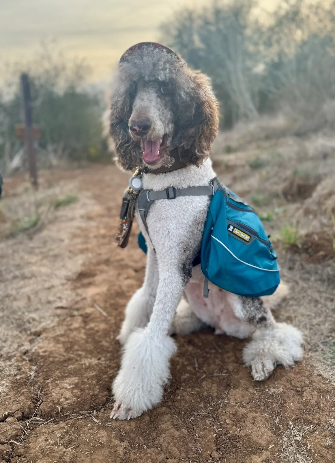 Sophie sitting on a wooded trail wearing a blue backpack.