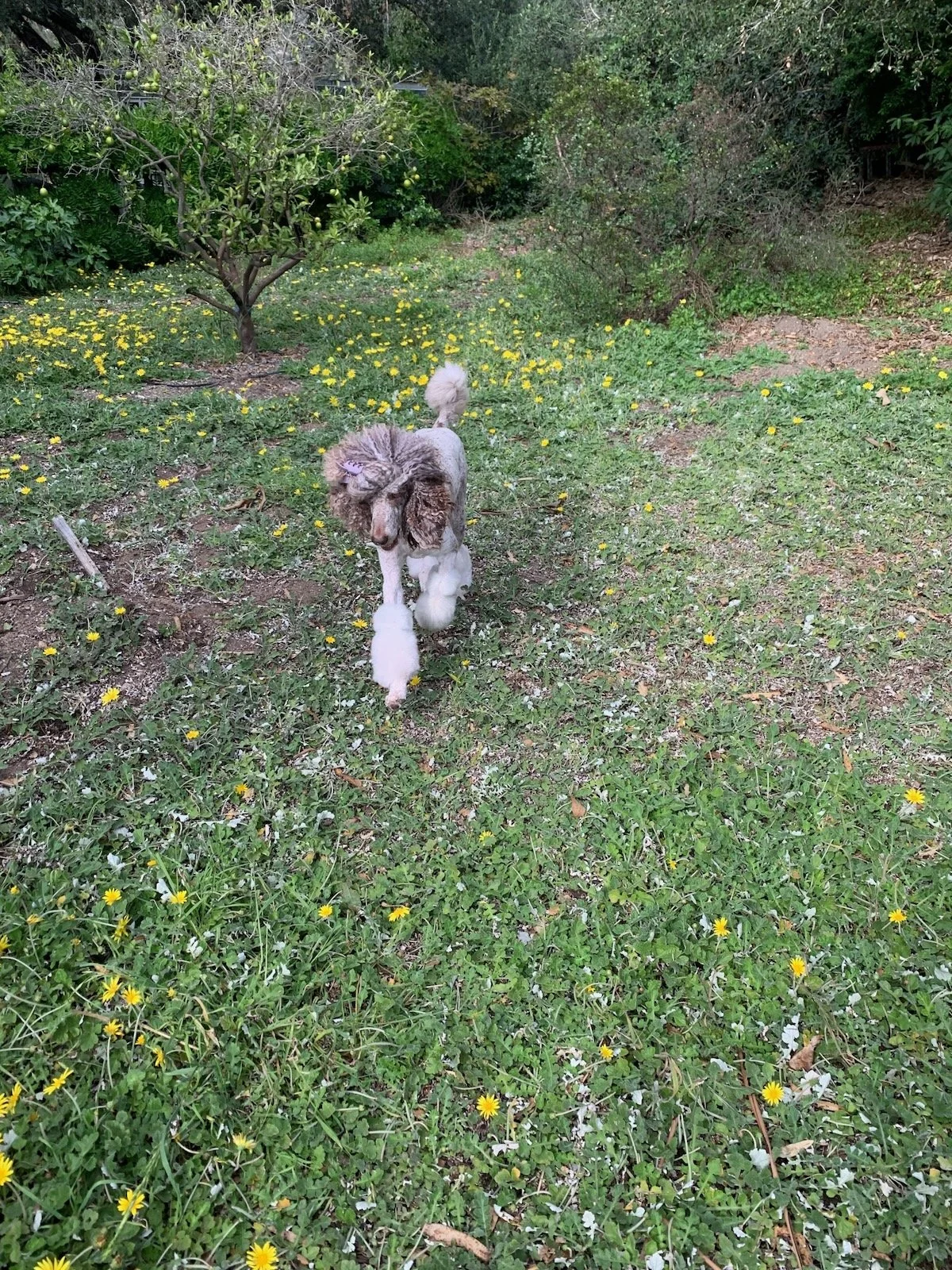 Sophie walking toward the camera along a grassy garden path.