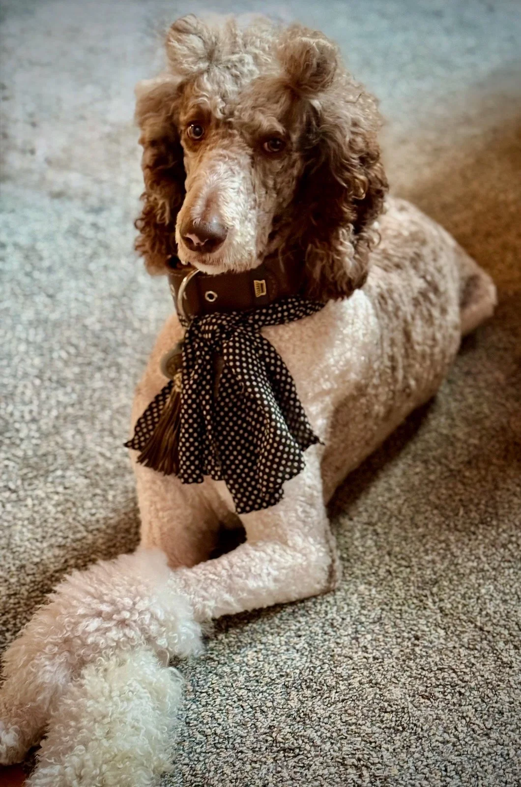 Sophie lying on the carpet wearing a black-and-white neck scarf.