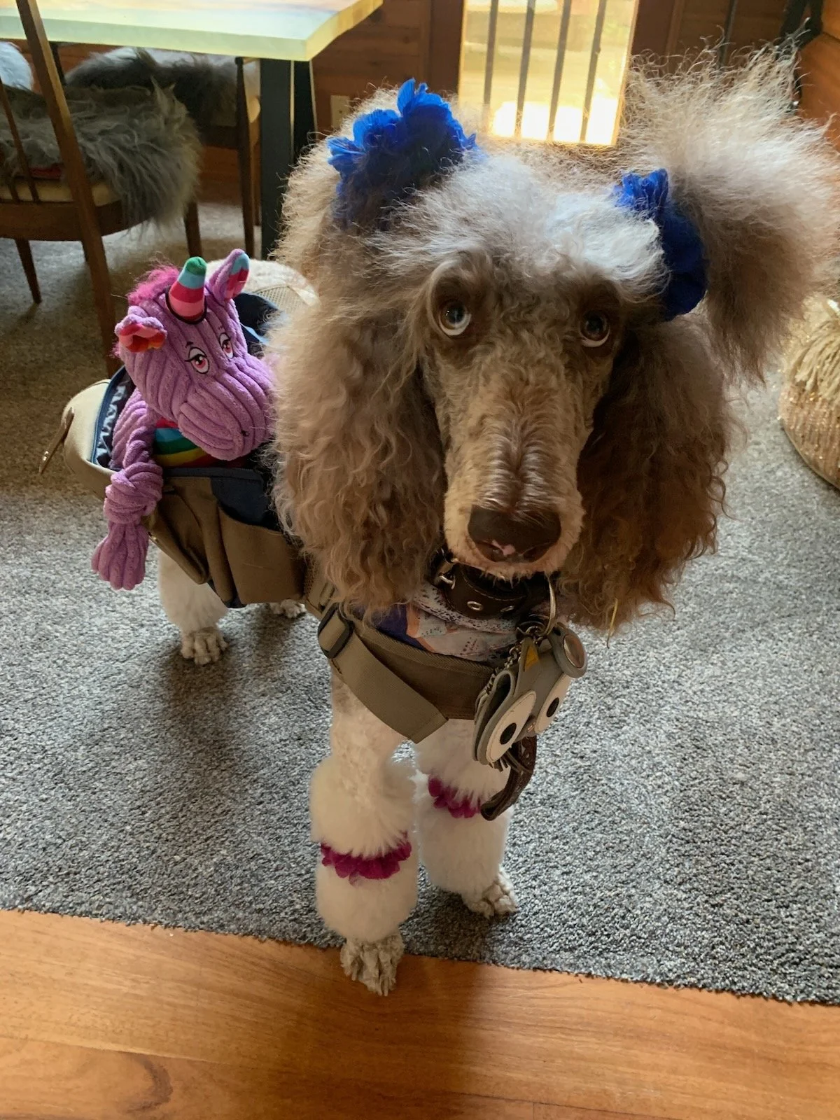 Sophie standing indoors with blue hair bows and colorful accessories.