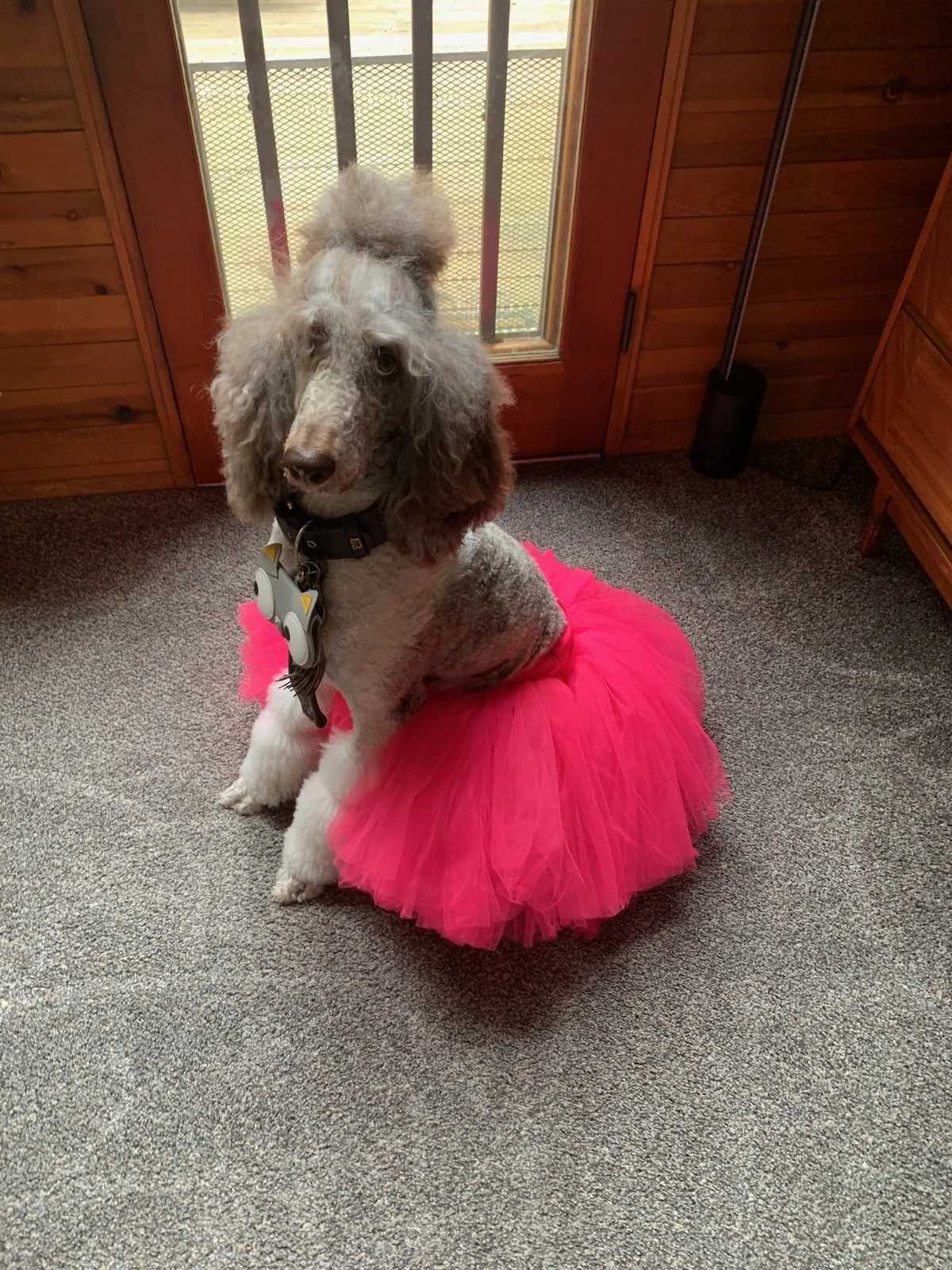 Sophie sitting beside a door in a bright pink tutu.