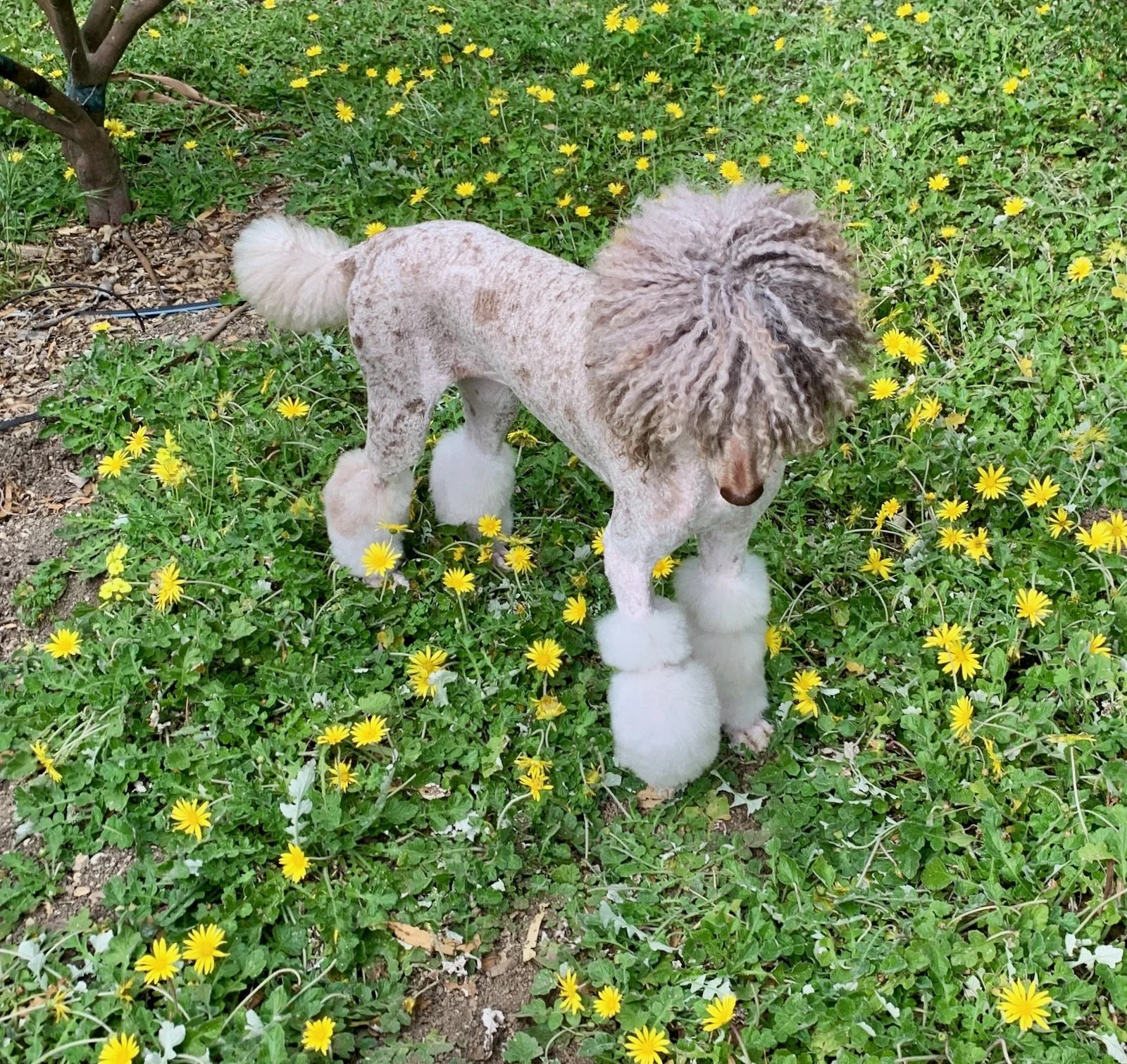 Sophie exploring a garden filled with small yellow flowers.