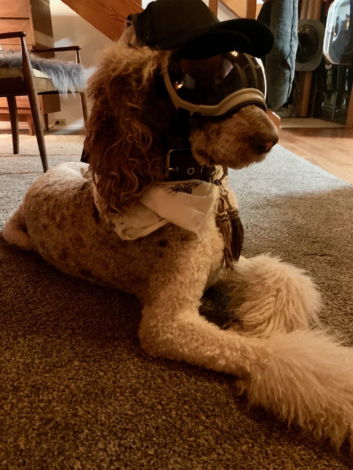 Sophie lying on the carpet wearing protective dog goggles.