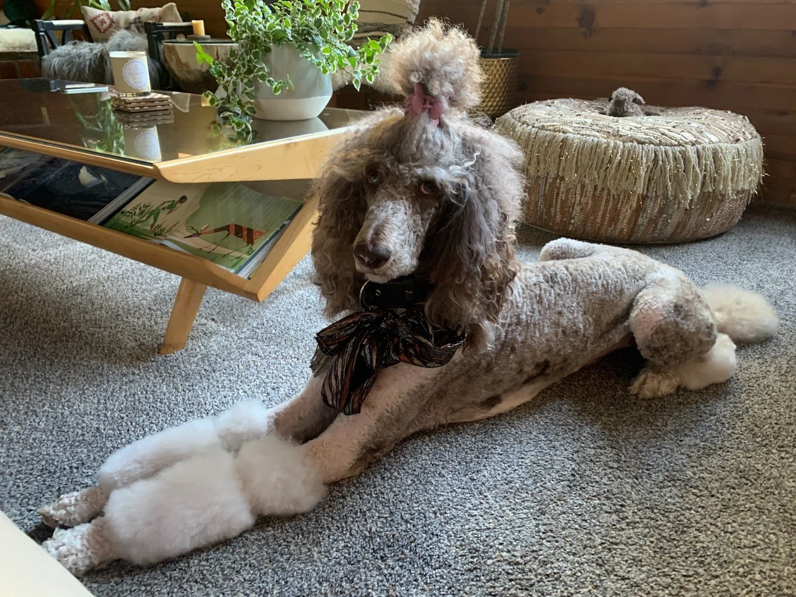 Sophie stretching out on the living-room carpet beside a coffee table.